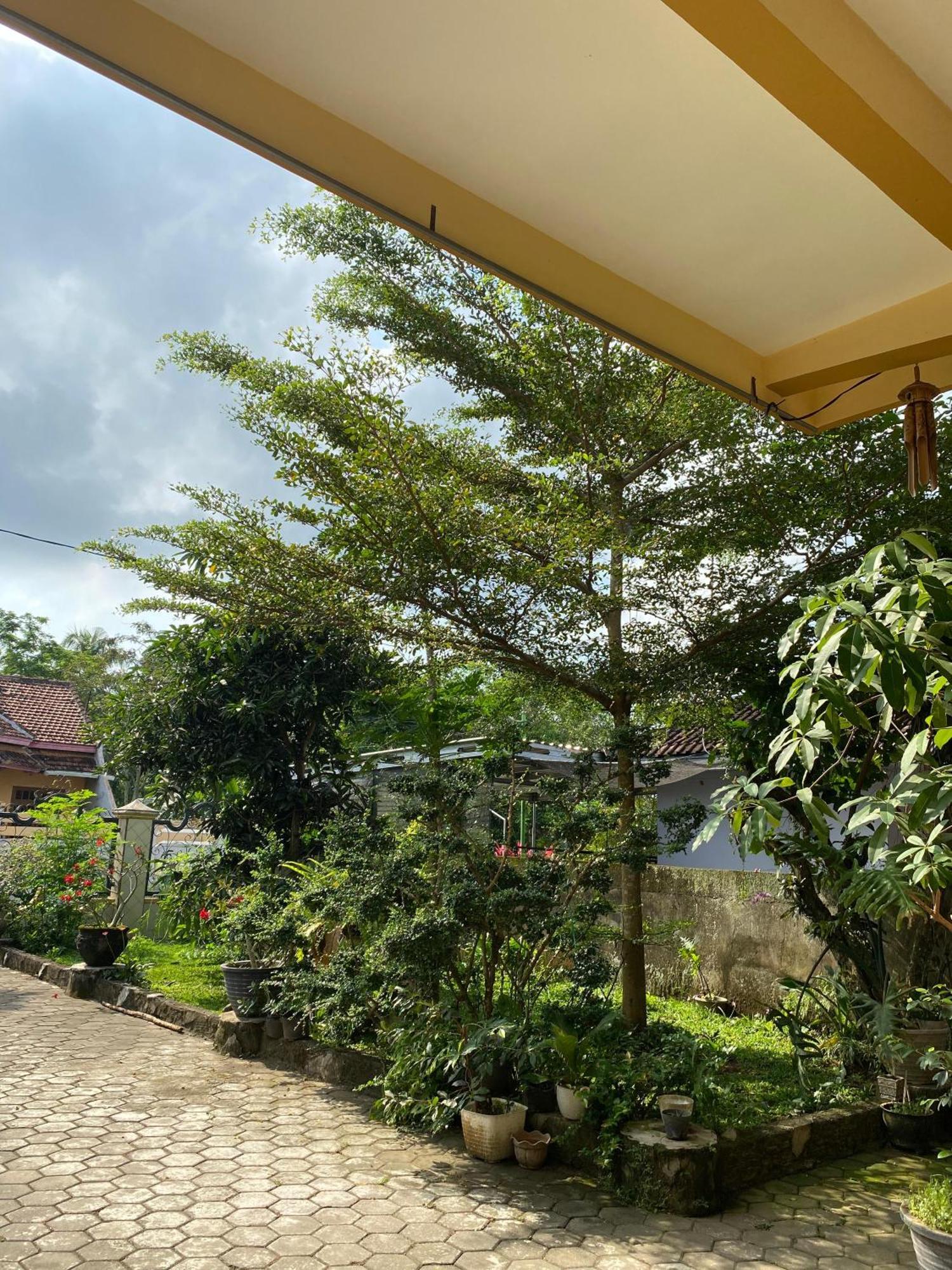 Luchis Ijen Homestay